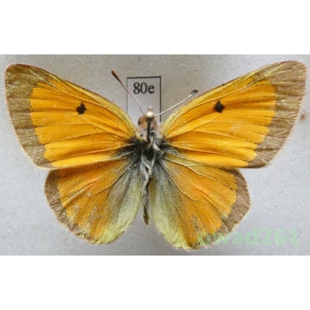 Colias viluiensis Menetries, 1859 male Russia82e